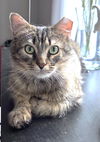Ziggy