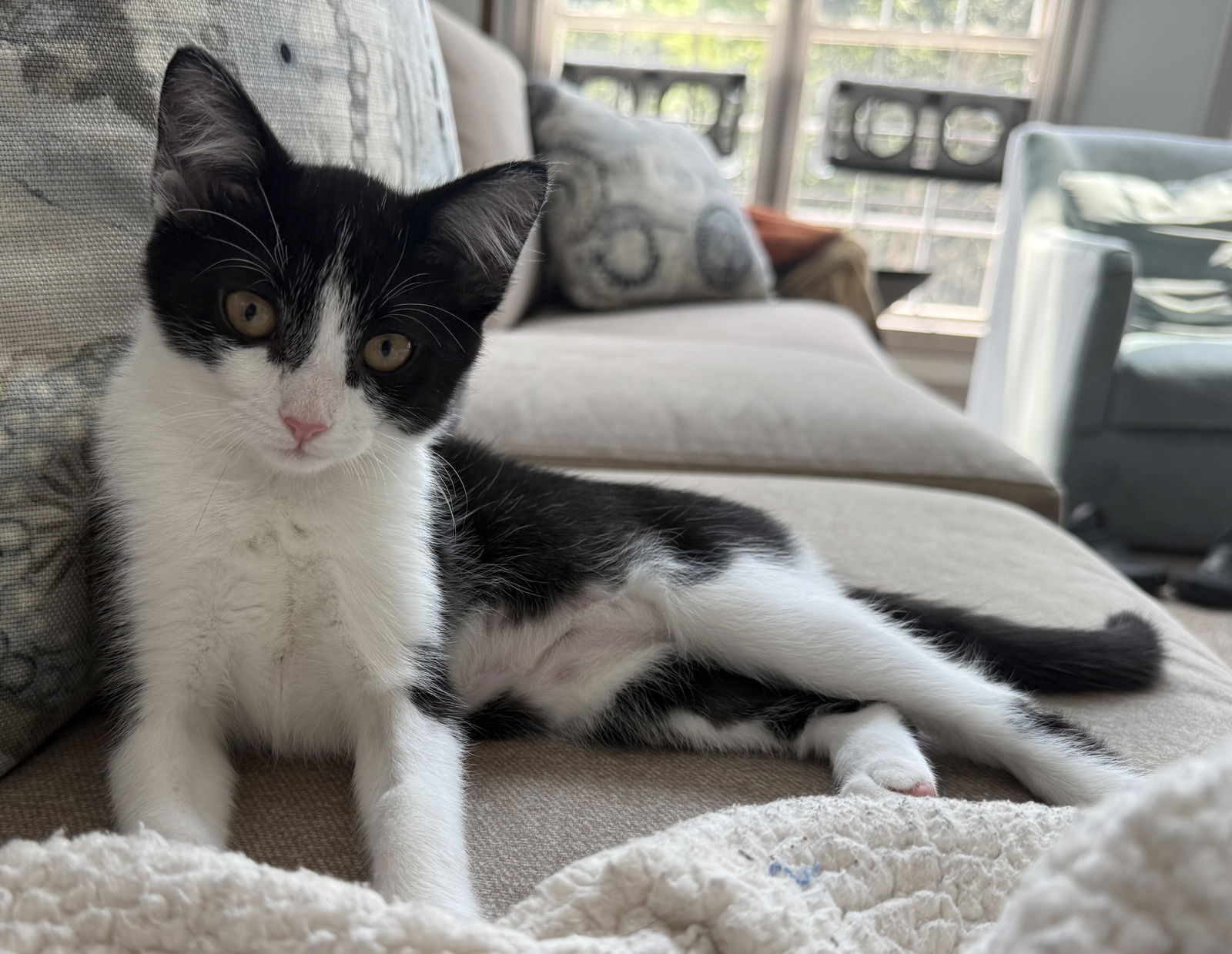 adoptable Cat in Reston, VA named Ms. Fancy
