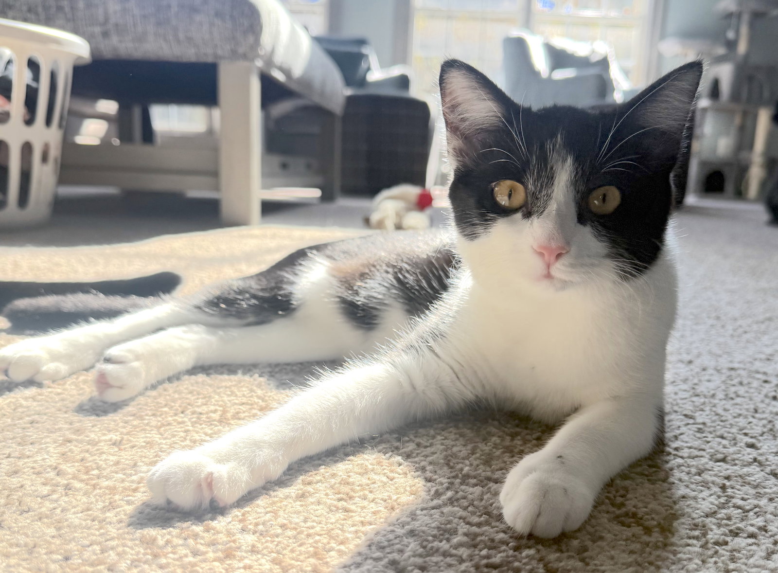 Ms. Fancy Image