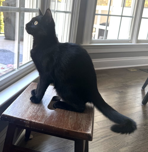 TWO BIT - Domestic Short Hair available for adoption