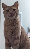 Peanut
