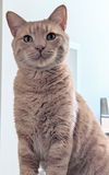 Peanut