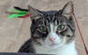 Pete