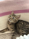 Triscuit