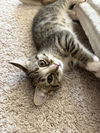 Triscuit