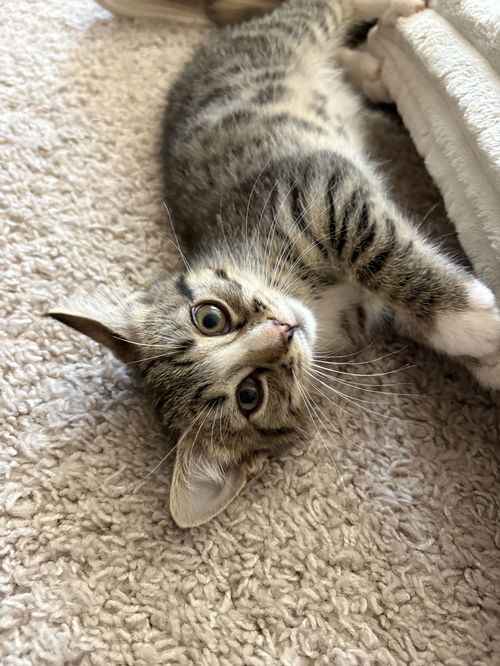 Triscuit