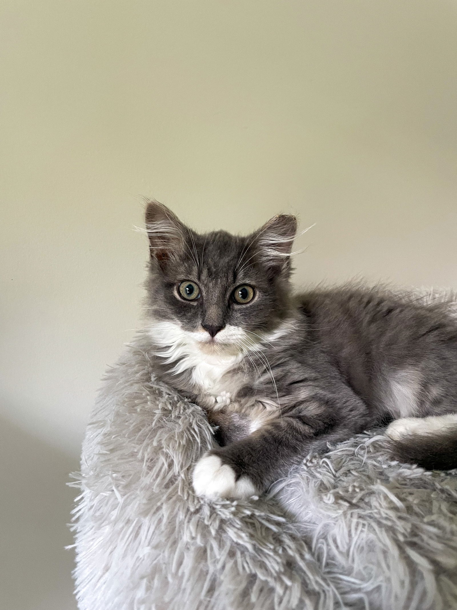 adoptable Cat in Reston, VA named Fenrys