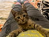 Nutmeg
