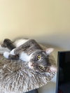Biscuit - Photo 2