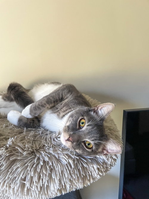 BISCUIT - Domestic Short Hair available for adoption