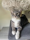 Biscuit - Photo 1
