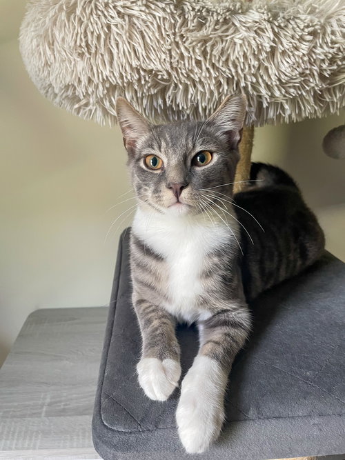 BISCUIT - Domestic Short Hair available for adoption