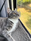 Biscuit - Photo 3