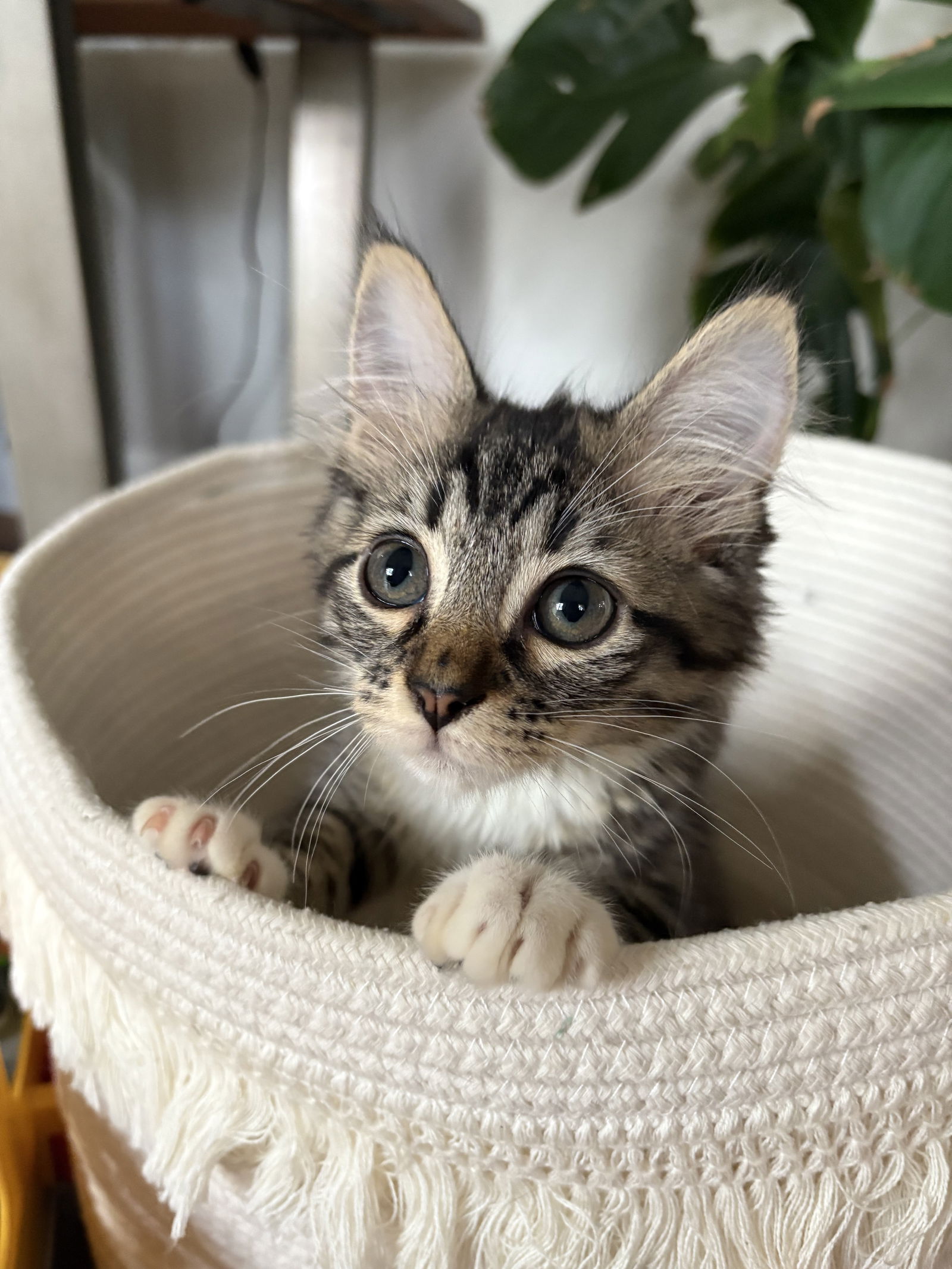 adoptable Cat in Reston, VA named Chester