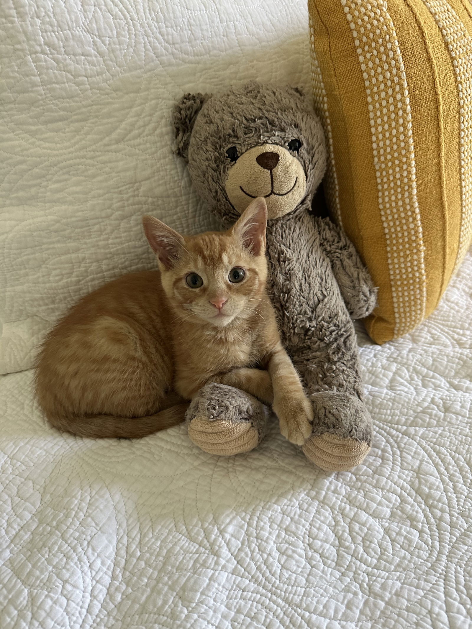 adoptable Cat in Reston, VA named Tumbleweed