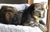 Ewok - Photo 8