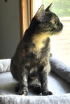Ewok - Photo 7