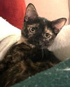 Ewok - Photo 3