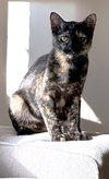 Ewok - Photo 4