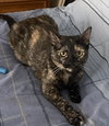 Ewok - Photo 1