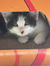 Snickers - Photo 5