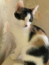 Snickers - Photo 3