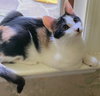Snickers - Photo 6