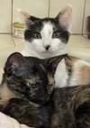 Snickers - Photo 7