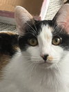 Snickers - Photo 1
