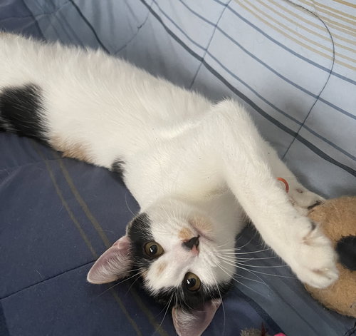 SNICKERS - Domestic Short Hair available for adoption