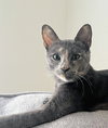 Tilly - Photo 3
