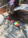 Tilly - Photo 2