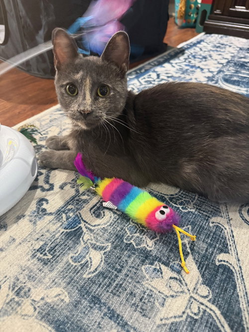 TILLY - Dilute Tortoiseshell available for adoption