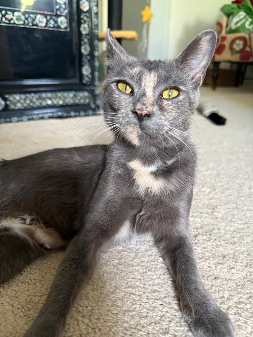 TILLY - Dilute Tortoiseshell available for adoption