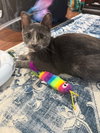 Tilly - Photo 6