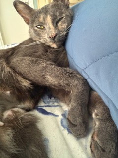 TILLY - Dilute Tortoiseshell available for adoption