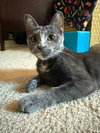 Tilly - Photo 7