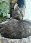 Tilly - Photo 4