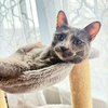 Tilly - Photo 1