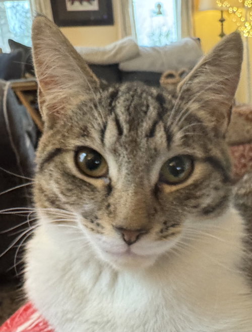 picture of the cat needing adoption