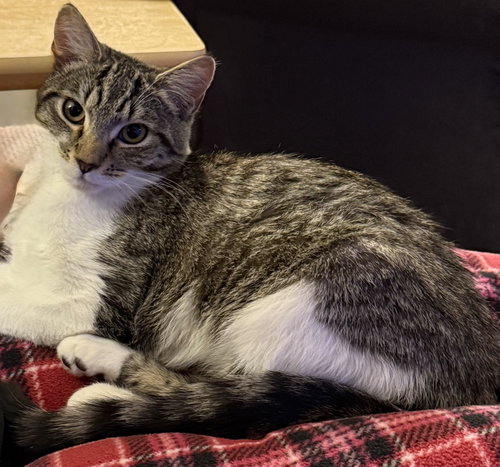 MARTHA - Domestic Short Hair available for adoption