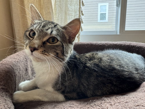MARTHA - Domestic Short Hair available for adoption
