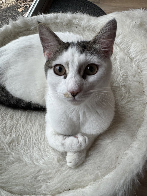 PRUDENCE - Domestic Short Hair available for adoption