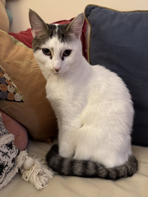 PRUDENCE - Domestic Short Hair available for adoption