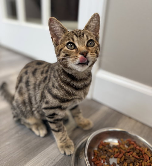 picture of the cat needing adoption