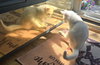 Saltine - Photo 8
