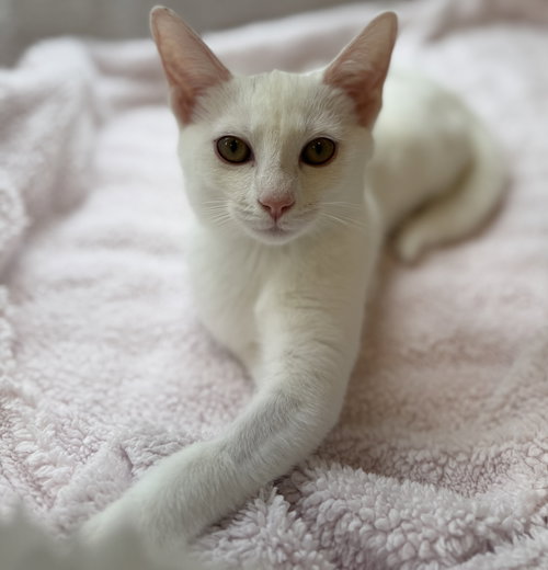 SALTINE - Domestic Short Hair available for adoption