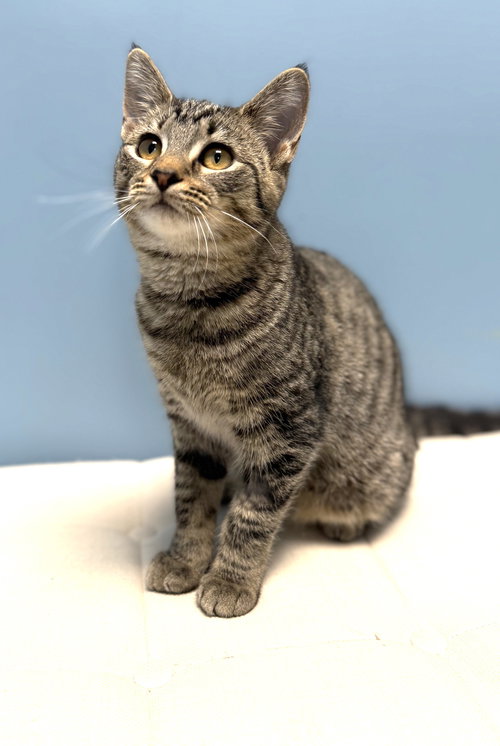 picture of the cat needing adoption