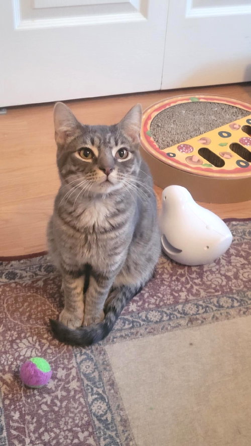 picture of the cat needing adoption