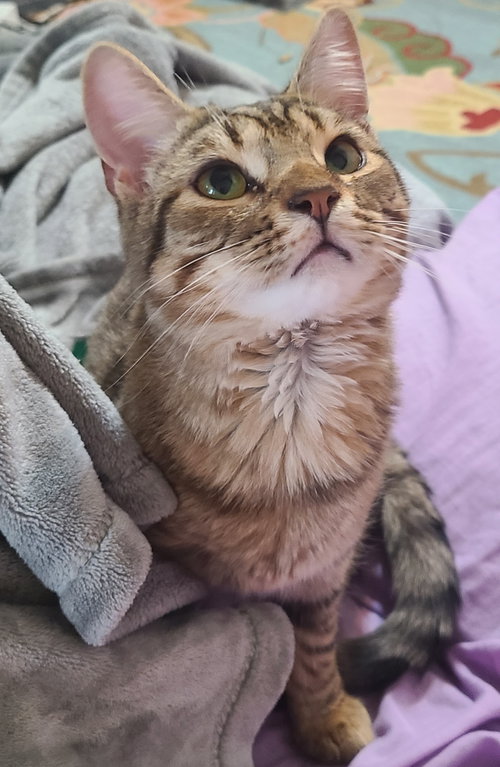 picture of the cat needing adoption